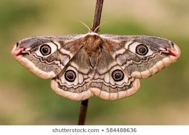 HSCT & recovery; a reality&nbsp;check