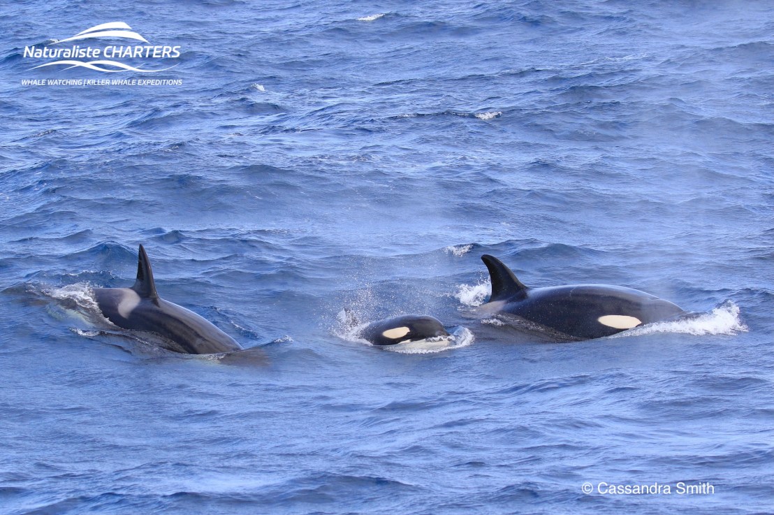 Amazing orcas
