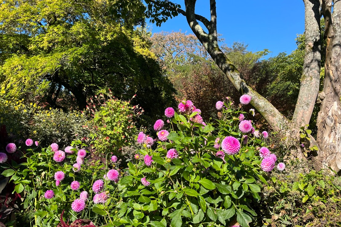 A very English&nbsp;garden