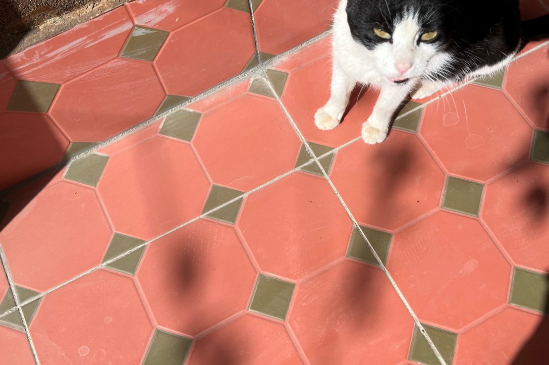 Cats of Morocco pt&nbsp;3