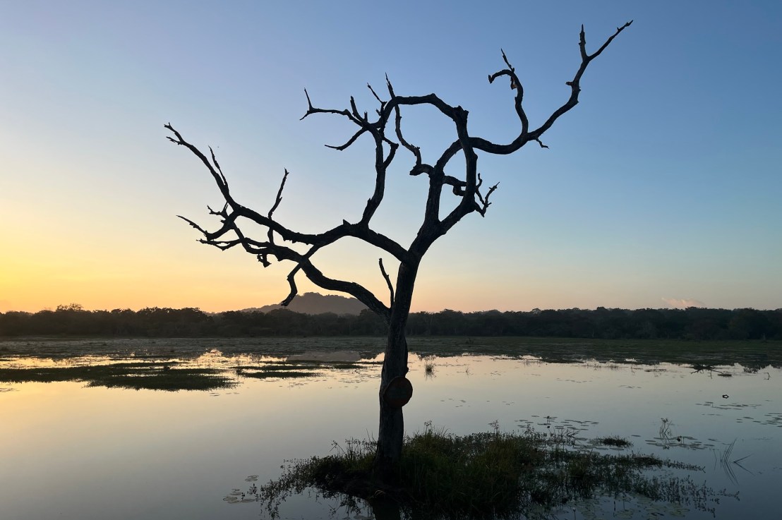 Animals and a dodgy&nbsp;guesthouse